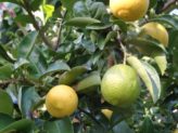 Bellingen Seed Savers - Australian Lime