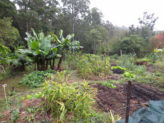 Bellingen Seed Savers -  permaculture garden