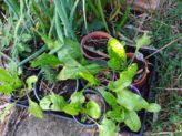 Bellingen Seed Savers - Lucullus beet