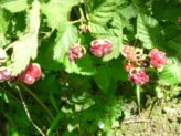 Bellingen Seed Savers - Boysonberry