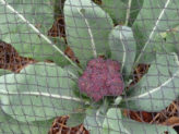 Bellingen Seed Savers - Broccoli