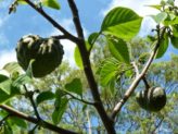 Bellingen Seed Savers - Cherimoya