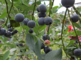Bellingen Seed Savers - blueberries