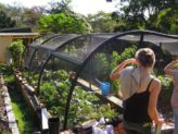 Bellingen Seed Savers -  netted garden