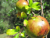 Bellingen Seed Savers - pomegranate